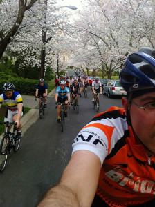 cherryblossom