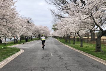 Ohio Drive on Hains Point during the 2021 cherry blossom season